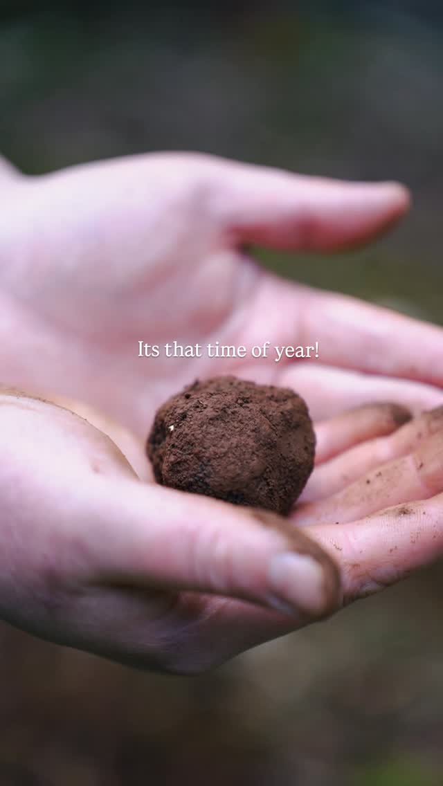 Truffle Treasures
